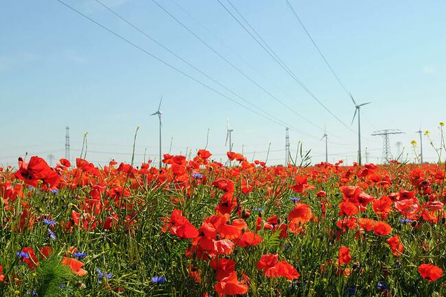 Windkraftanlage und Feld von rotem Mohn. Windkraftanlage zur Stromerzeugung.