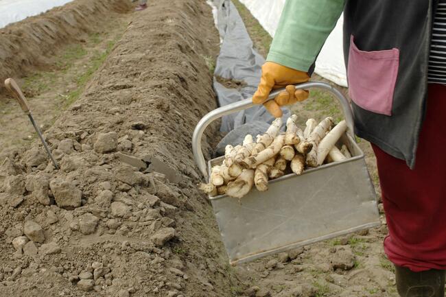 Saisonarbeiterin bei der Spargelernte auf dem Feld