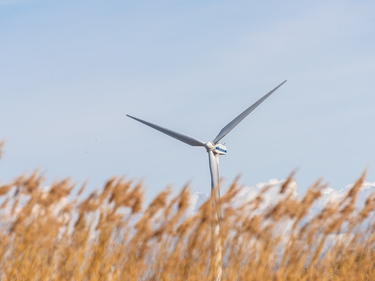 Windrad in einem Kornfeld