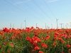 Windkraftanlage und Feld von rotem Mohn. Windkraftanlage zur Stromerzeugung.