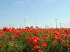 Windkraftanlage und Feld von rotem Mohn. Windkraftanlage zur Stromerzeugung.